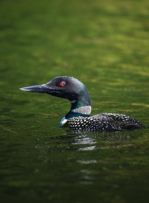 Common Loon