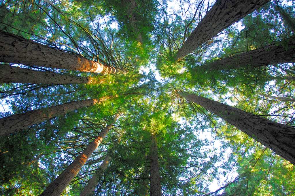 Redwood Regional Park