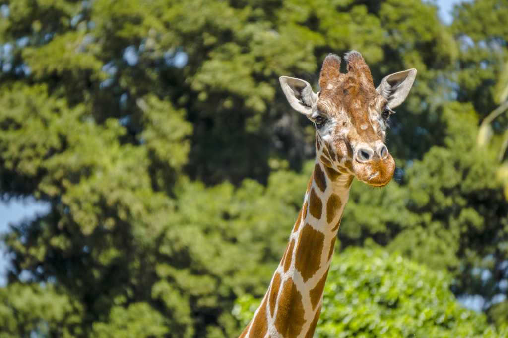 Oakland Zoo Giraffe