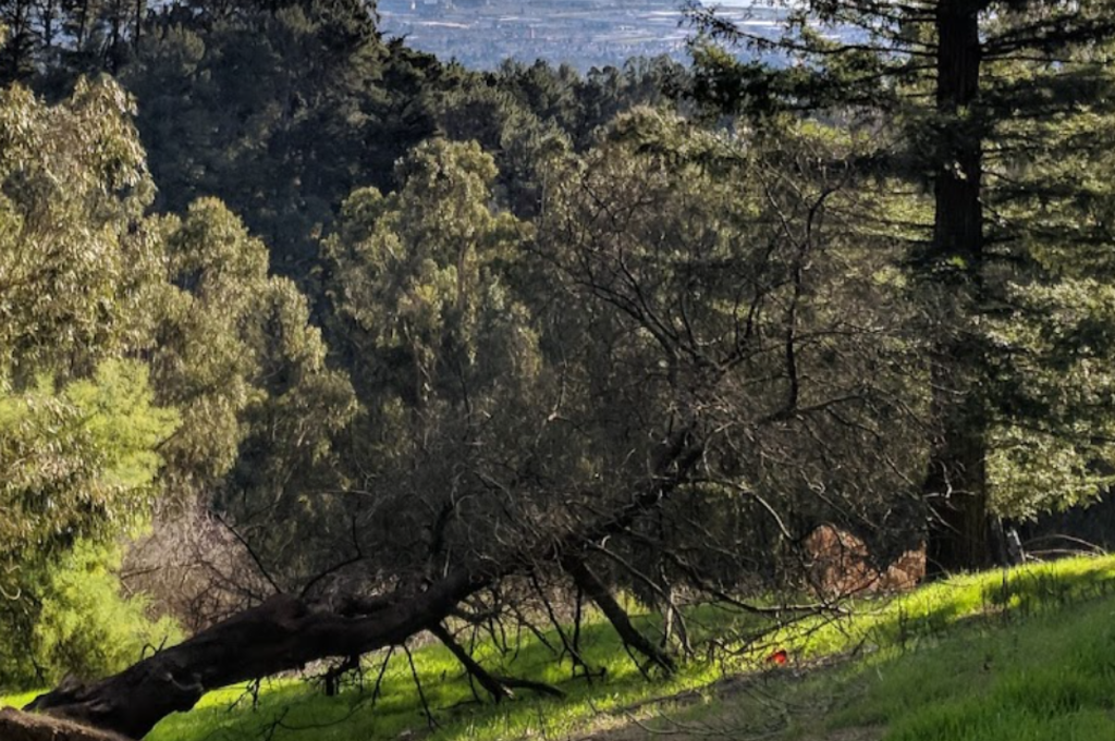 Shepherd Canyon