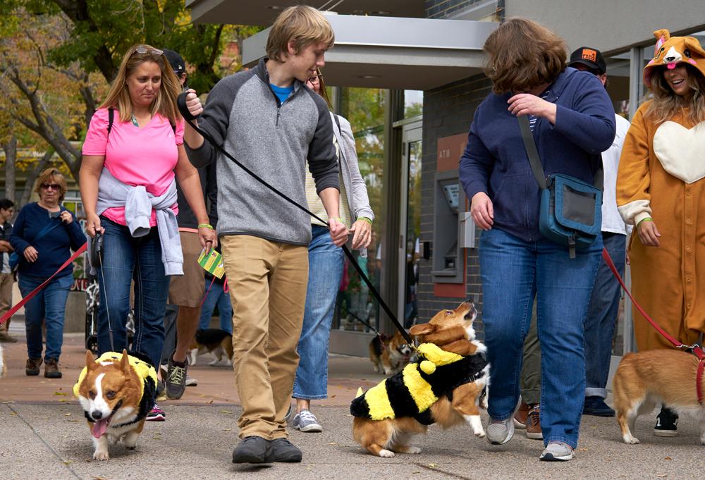 A group of corgi dogs and their owners attend Tour de Corgi event in Fort Collins