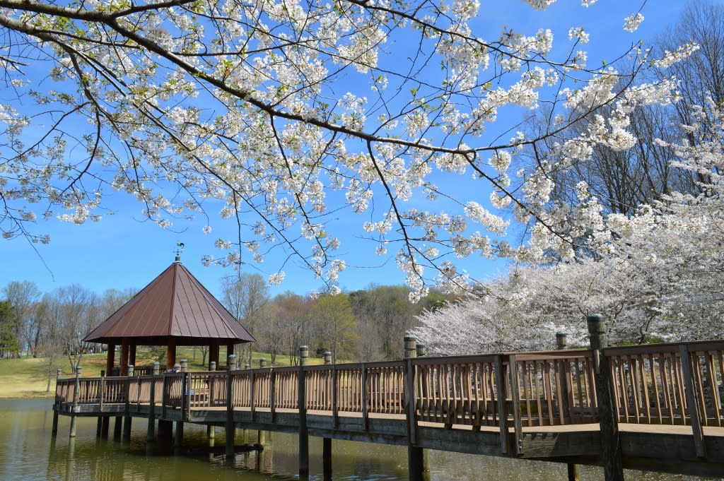 Meadowlark Botanical Gardens Pavilion and Cherry Trees