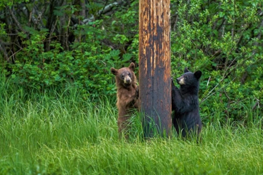 Pole dancing bears by Gary Minish (2).jpg