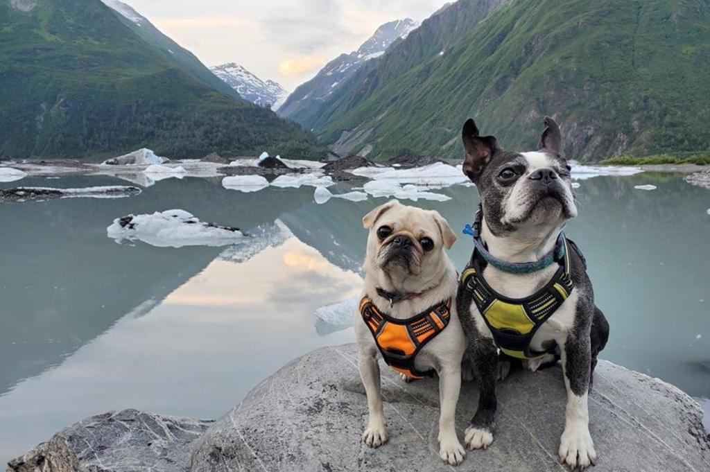 Dogs at Valdez Glacier Lake