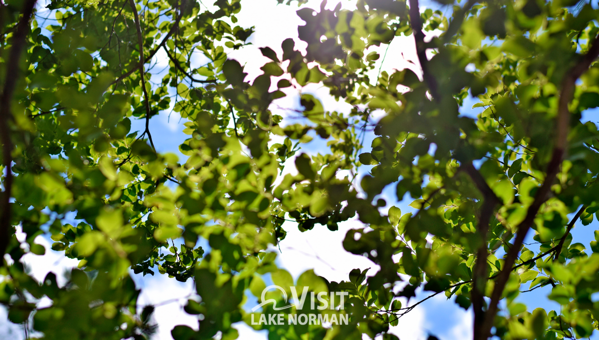 Jetton Park Leaves