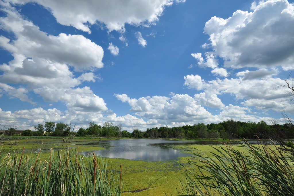 A view of Celery Bog in West Lafayette