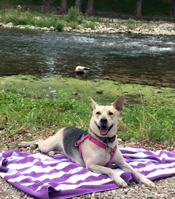 A black and tan mixed breed dog lays on a beach towel next to the Guadalupe River after a fun swim!