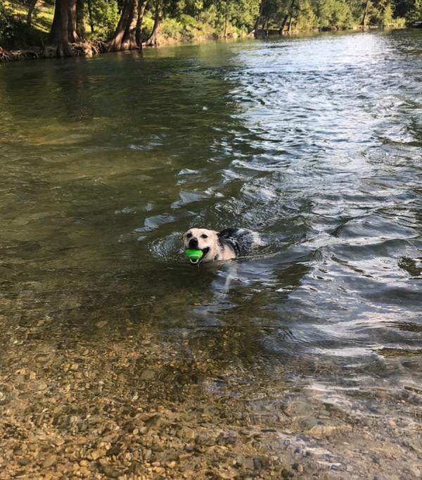 A black and tan dog swims to the shore of the Guadalupe River, triumphantly returning a green tennis ball for another round of fetch!