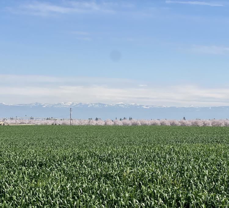 Fresno County Blossom Trail