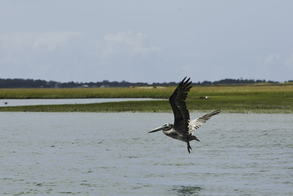 Water Bird