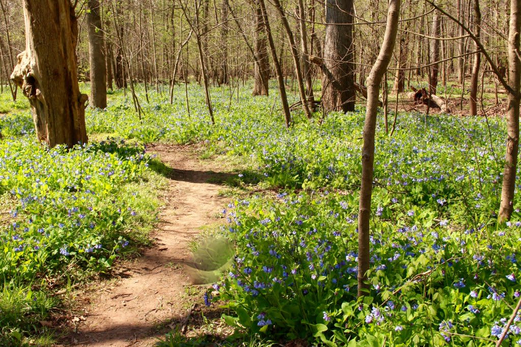 Bull Run Regional Park - Bluebells