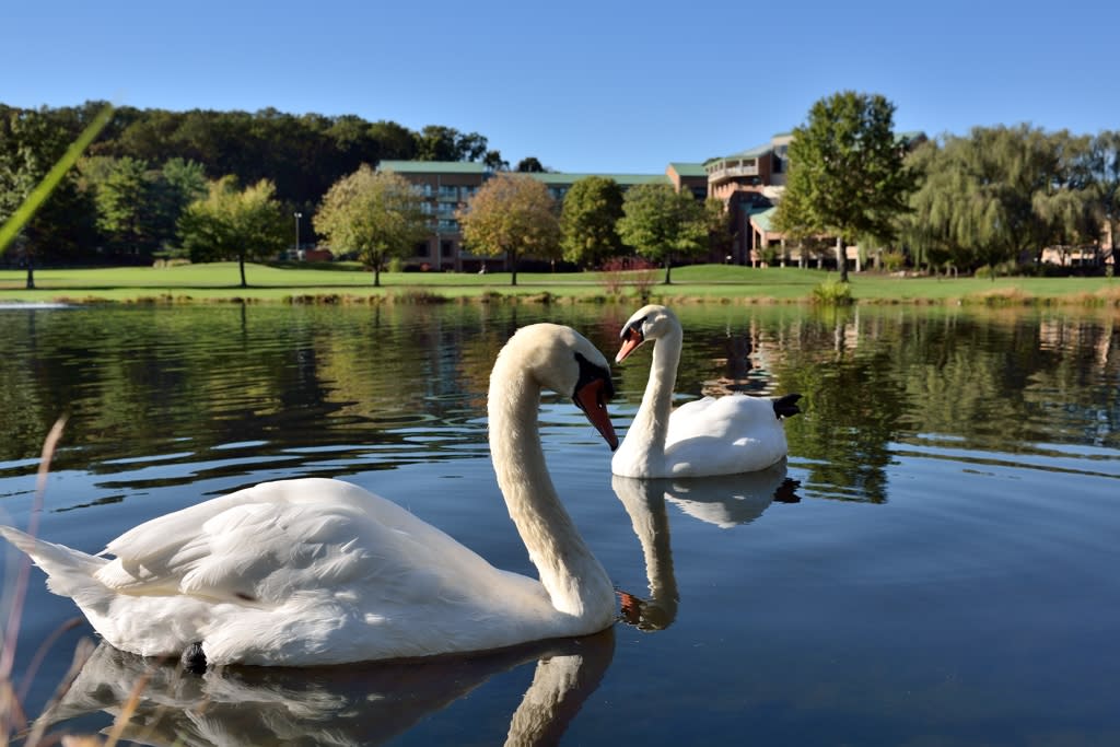 Turf Valley Resort Swans In Howard County, MD