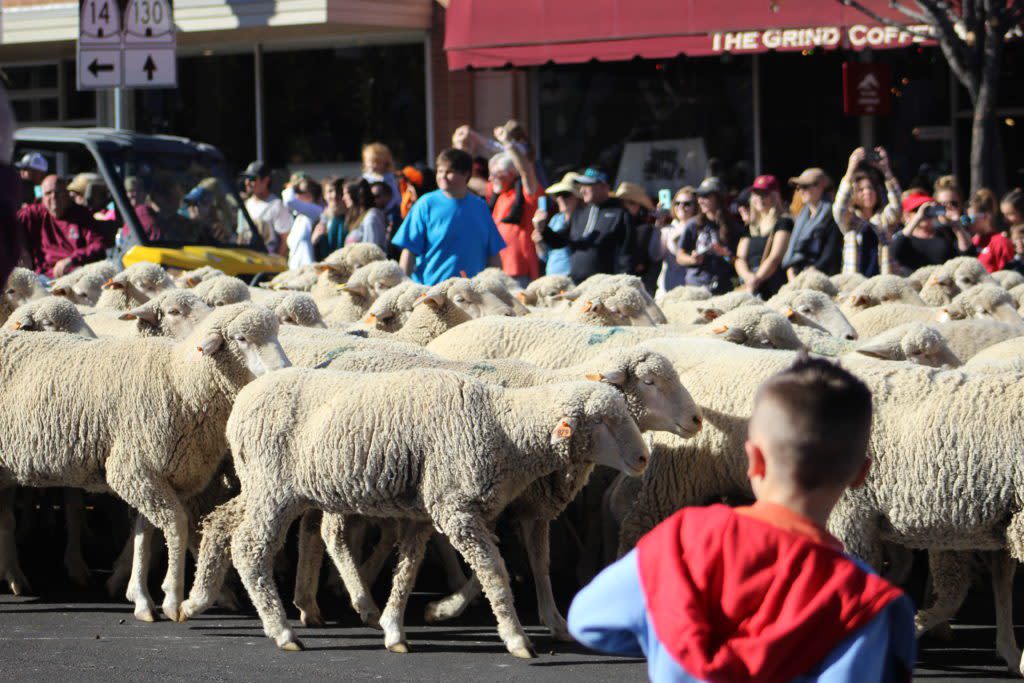 2019 Sheep Parade at the Cedar Livestock and Heritage Festival