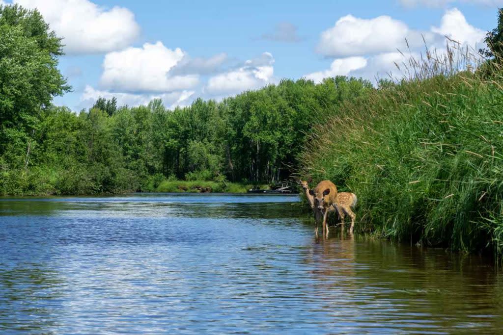 Deer on the shore of Sturgeon River