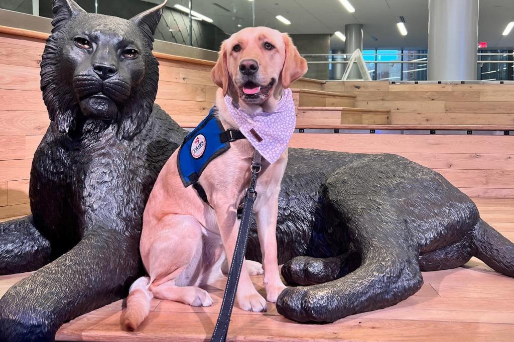 Service Animals
