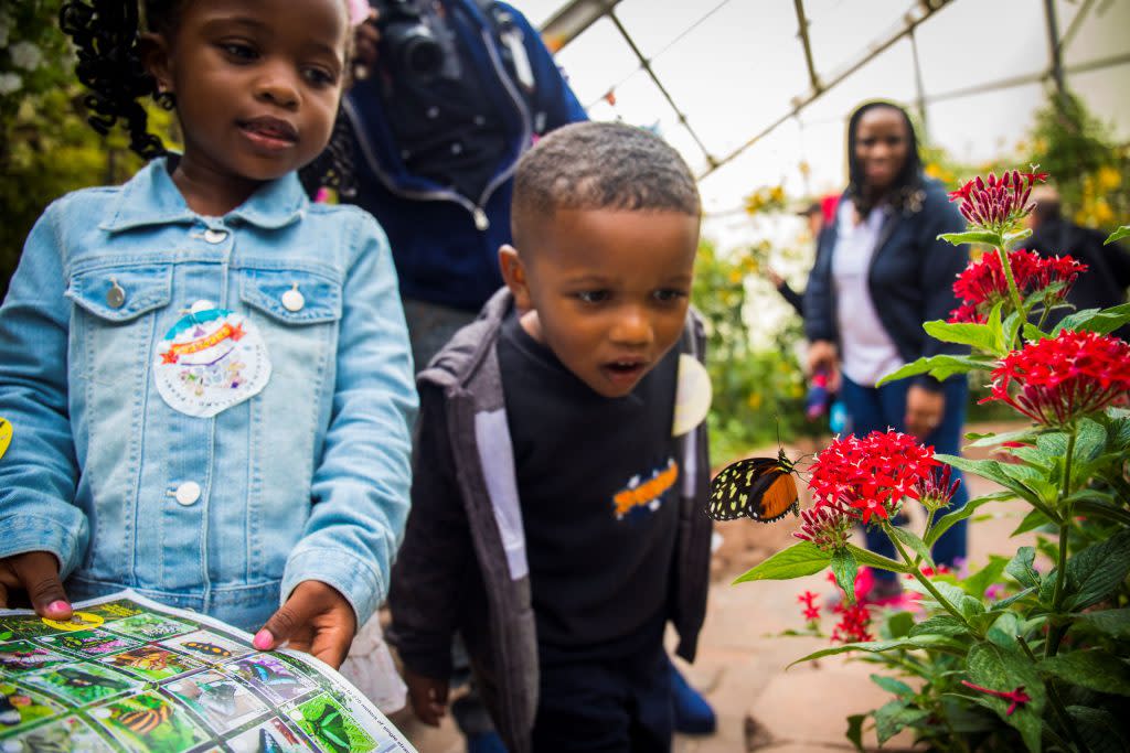 A young boy looks wide eyed at a butterfly inside one of Mackinac Island's butterfly conservatories