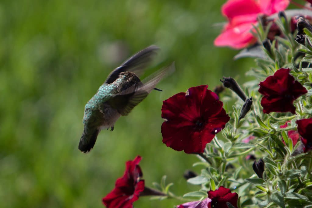 A hummingbird flutters by a flowering plant on Mackinac Island