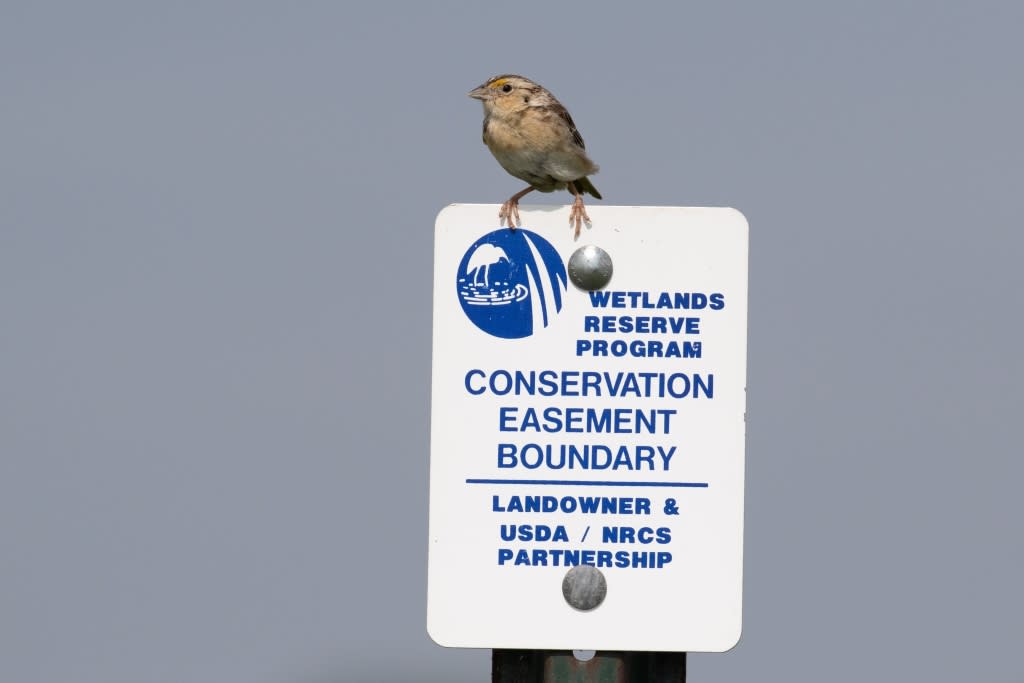 A Grasshopper Sparrow perched upon an NRCS sign