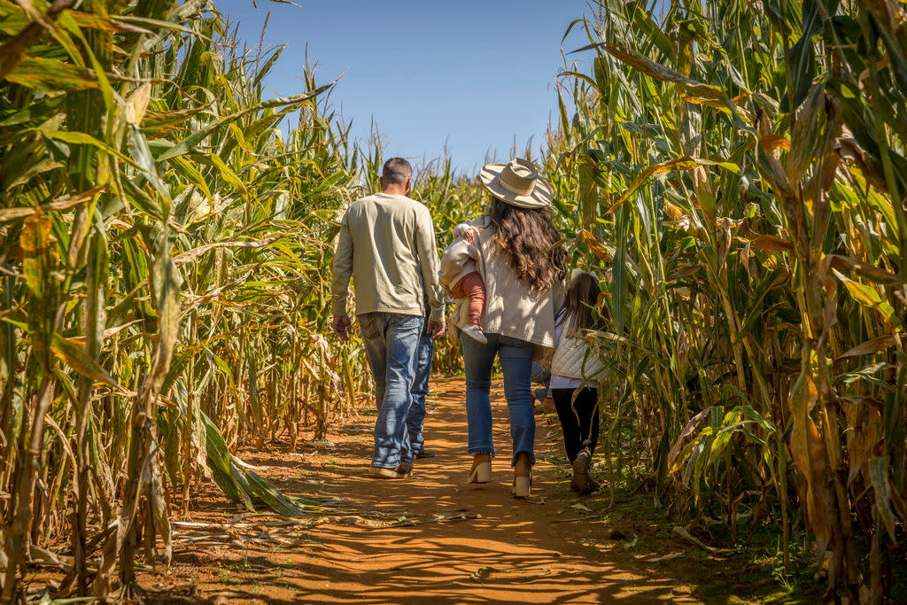 Corn Maze at Patterson Farm