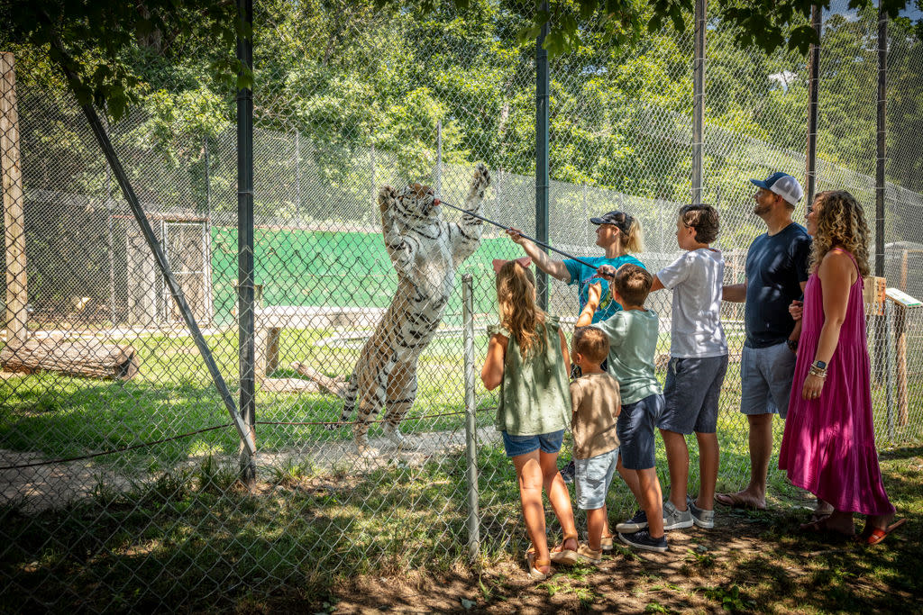 Handler feeding tiger at Tiger World