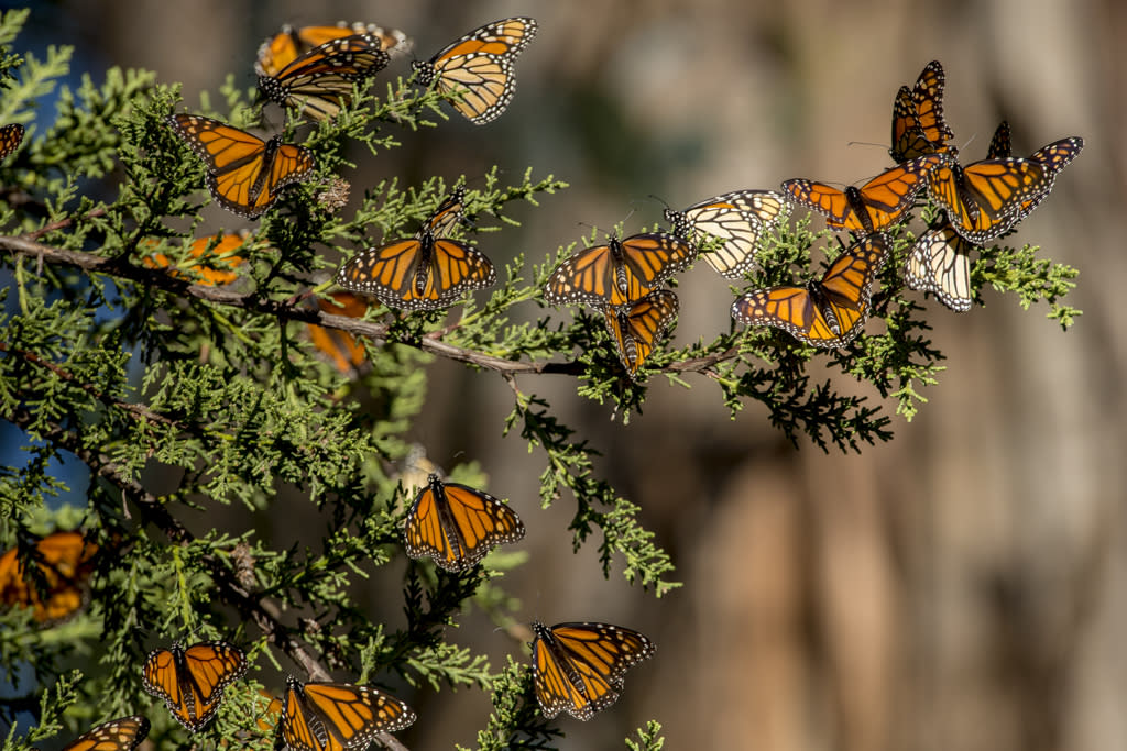 monarch butterfly