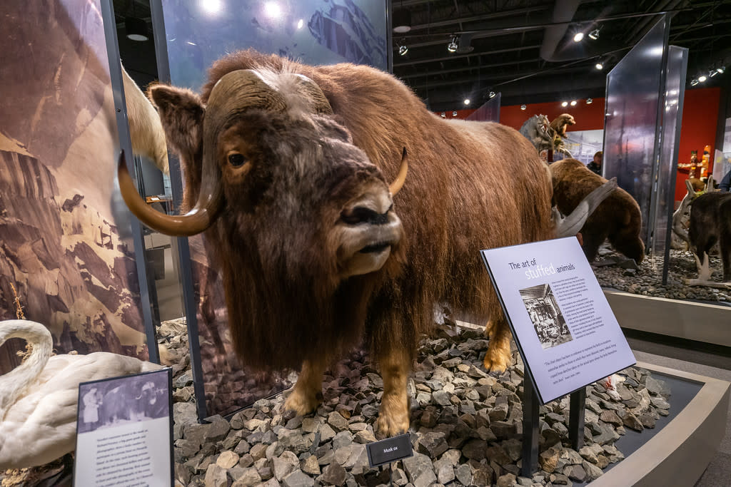 a taxidermy muskox on display in a museum