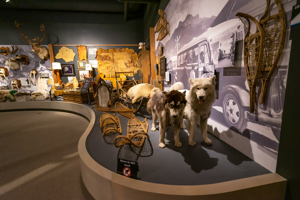 a museum display of taxidermy sled dogs