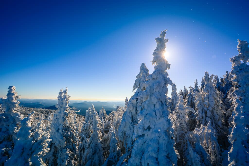 Gore snow on trees