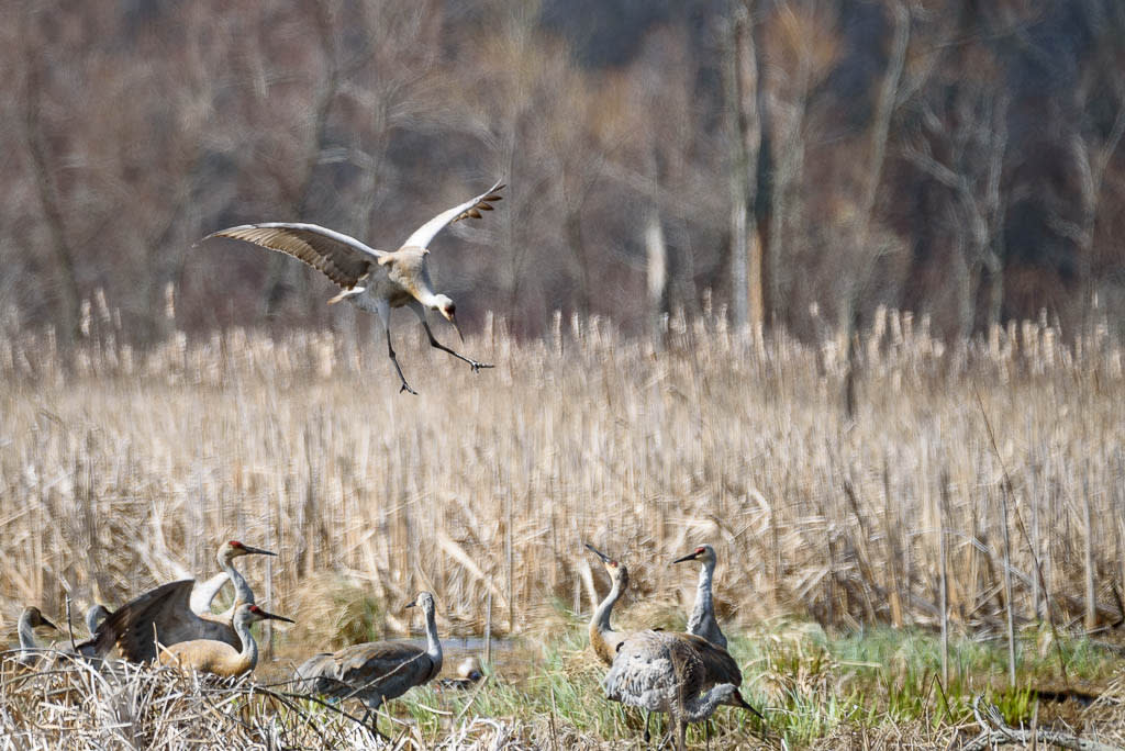 A sandhill crane is landing in a marsh near standing sandhill cranes