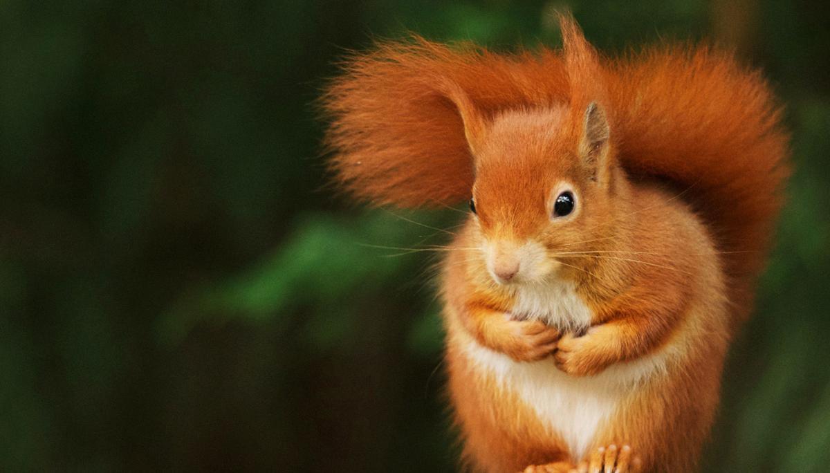 British Wildlife Centre - red squirrel