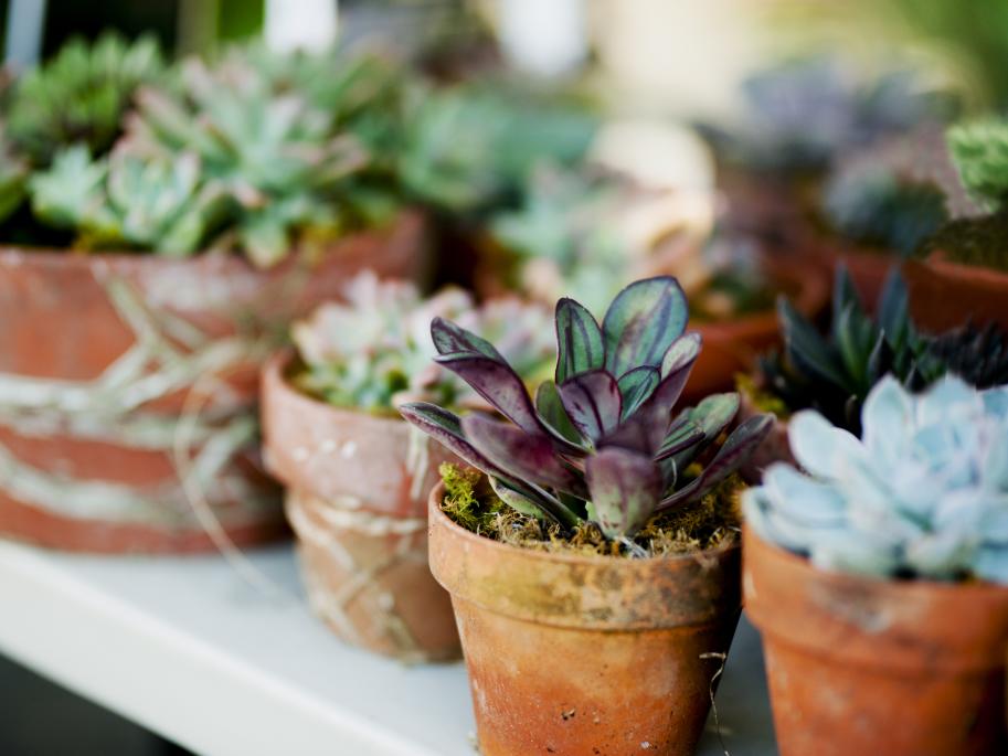 succulents at garden festival