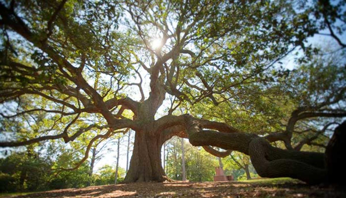 EmancipationOak_a
