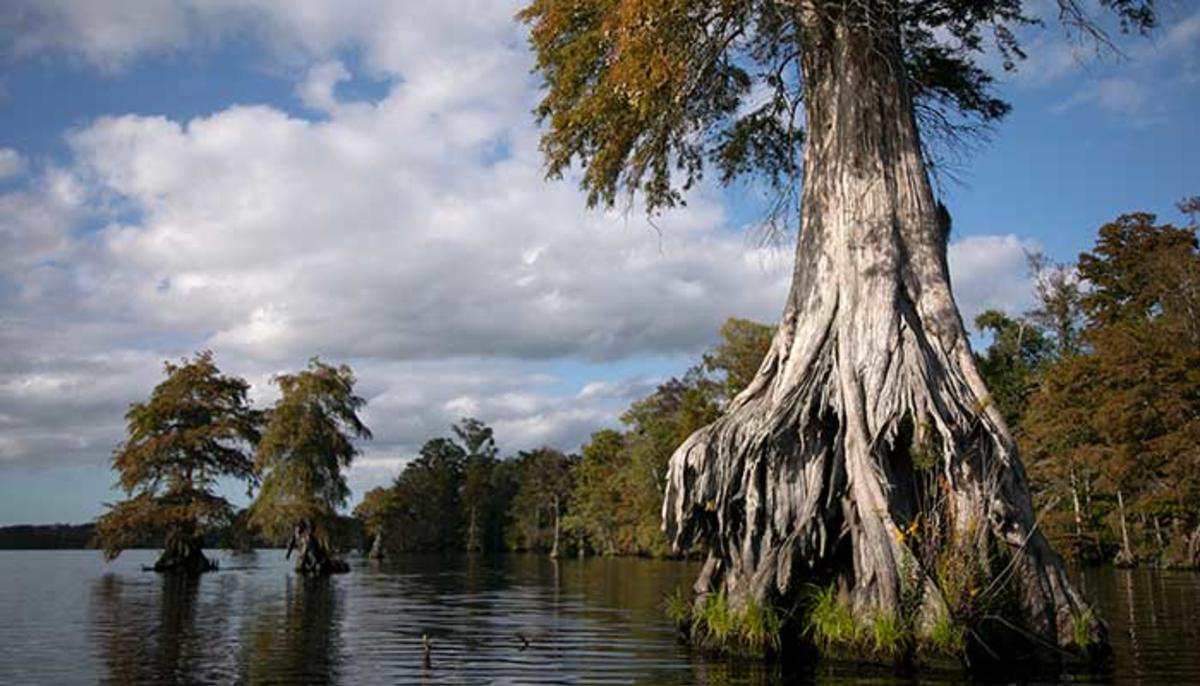 GreatDismalSwamp_a