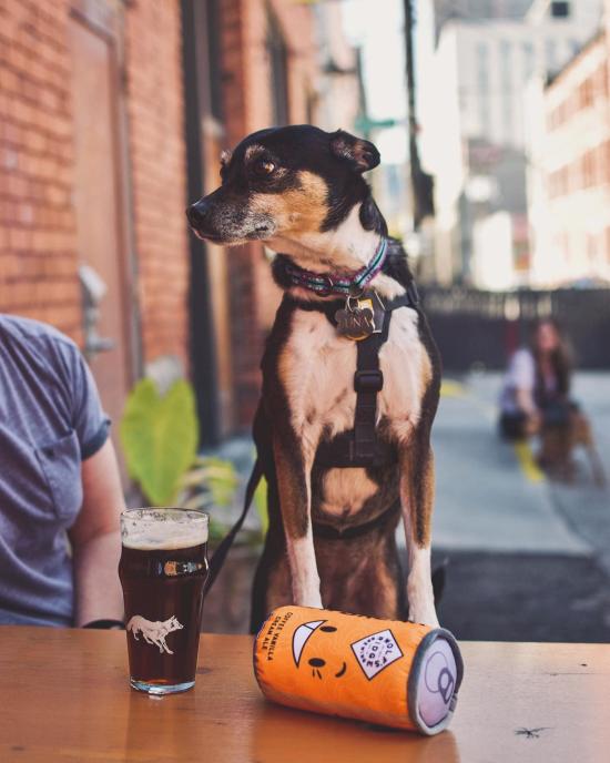 Pup on the Patio at Wolf's Ridge Brewing