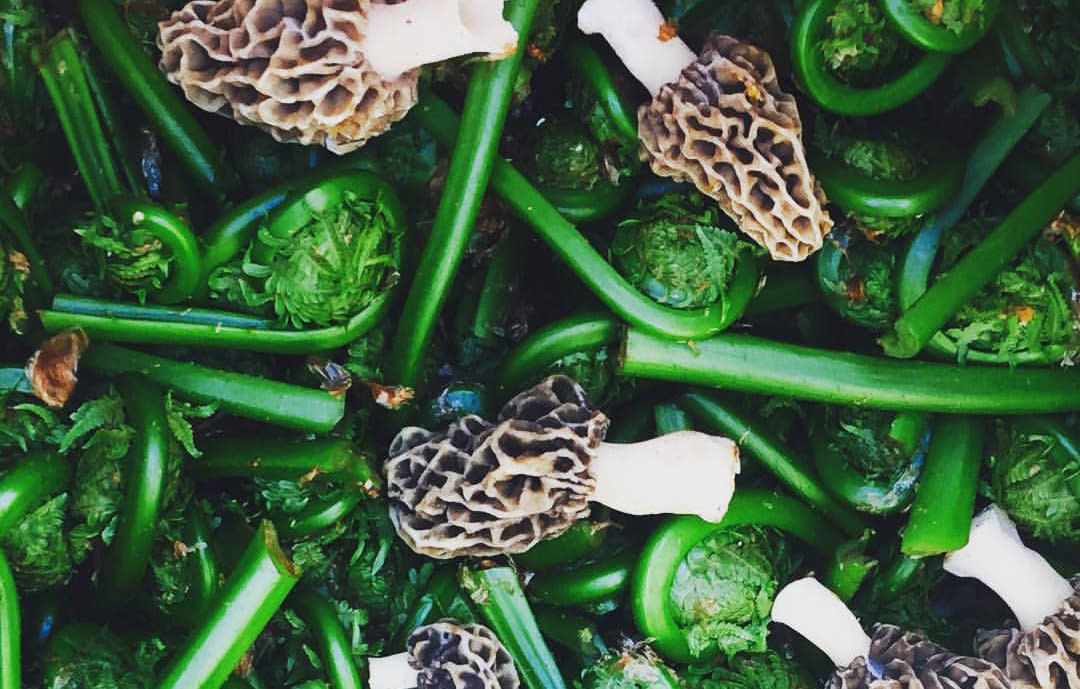 Morel Mushrooms and fiddleheads