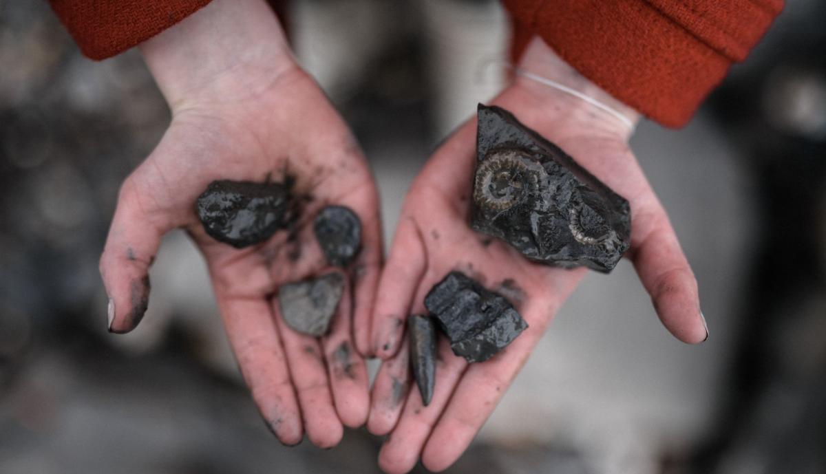Lyme Regis Museum Fossils