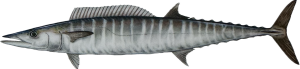 Wahoo