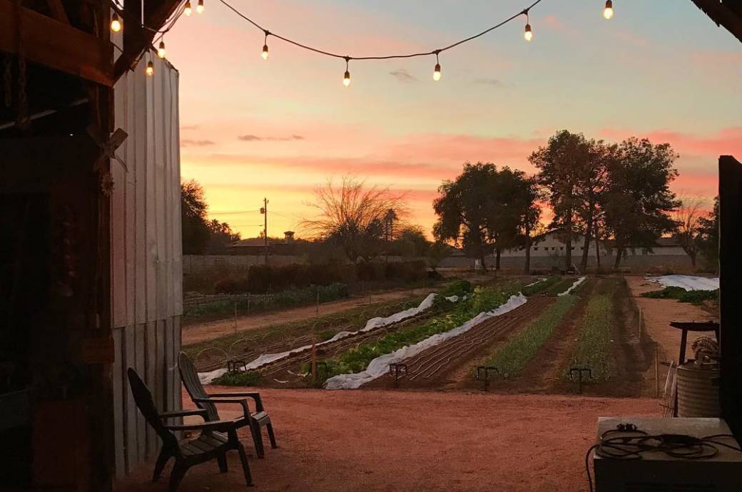 Greenhouse Garden - south Chandler, urban farm captured by @j9mcc