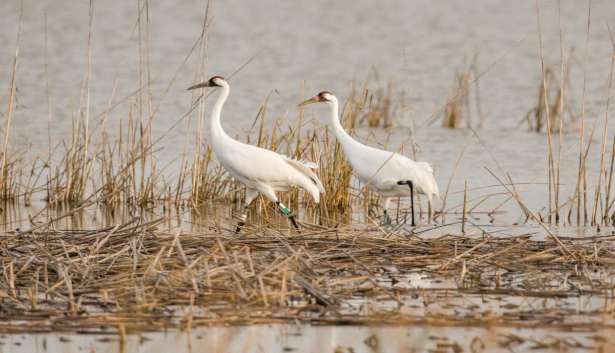 two banded whooping cranes walk through shallow water
