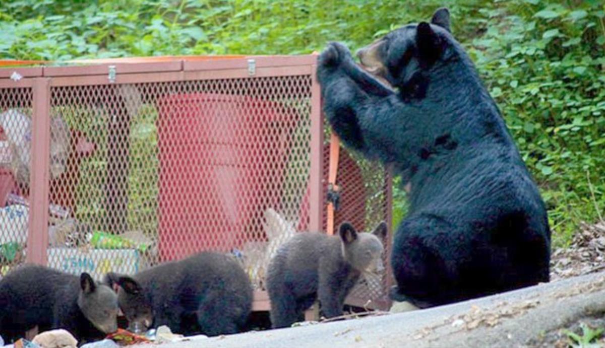 black bears in garbage