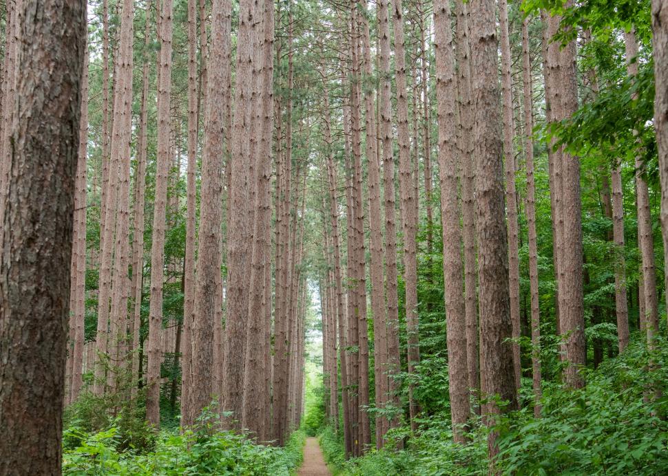 Pines at CNC
