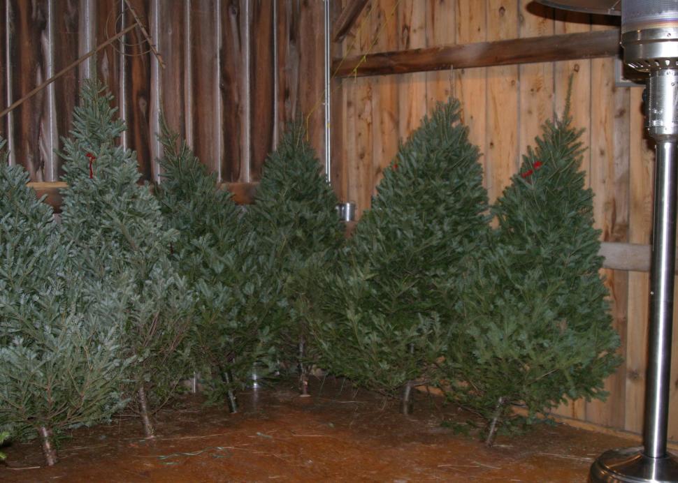 Christmas trees in the barn