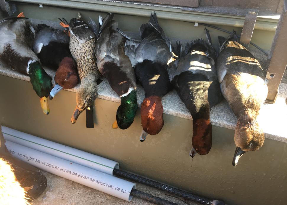 Waterfowl Hunting In The Finger Lakes