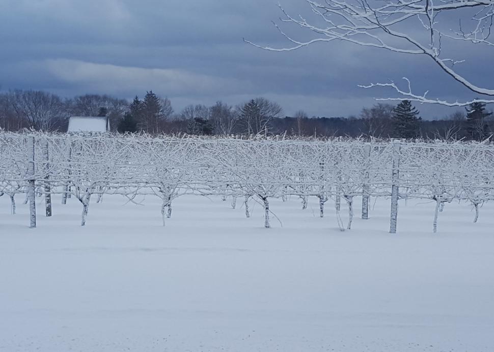 Snow covered vines