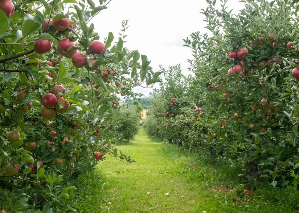 Apples hang from trees at the Apple Farm in Victor