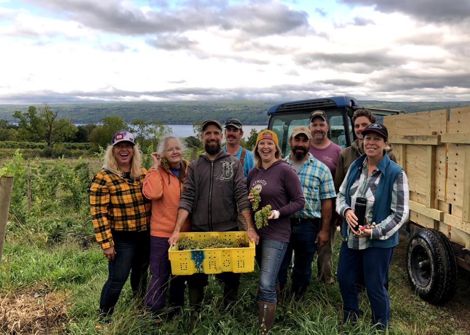 Hand harvest at Atwater Estate Vineyards