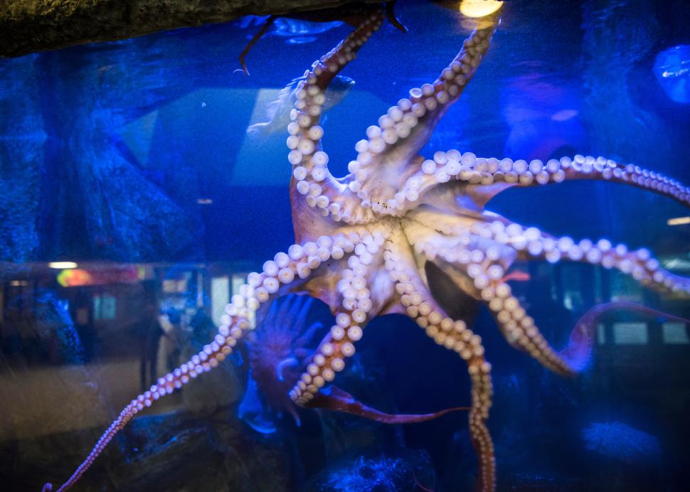 Squid or octopus at Rosamond Gifford Zoo at Burnet Park