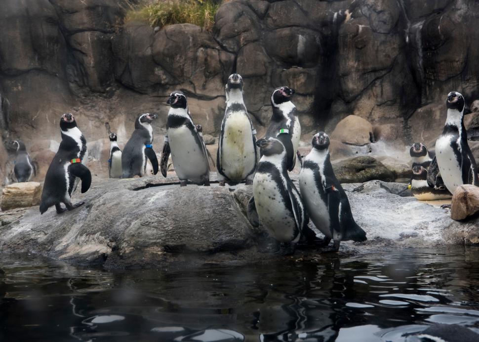 Penguins at Rosamond Gifford Zoo at Burnet Park