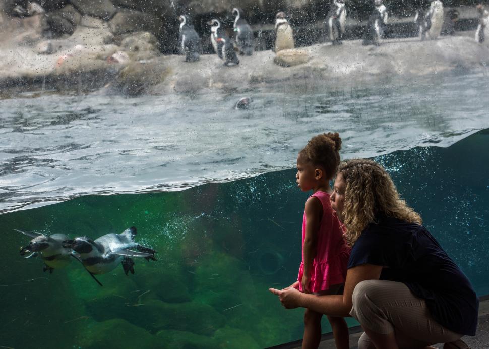 Girl and mother watching penguins at Rosamond Gifford Zoo at Burnet Park
