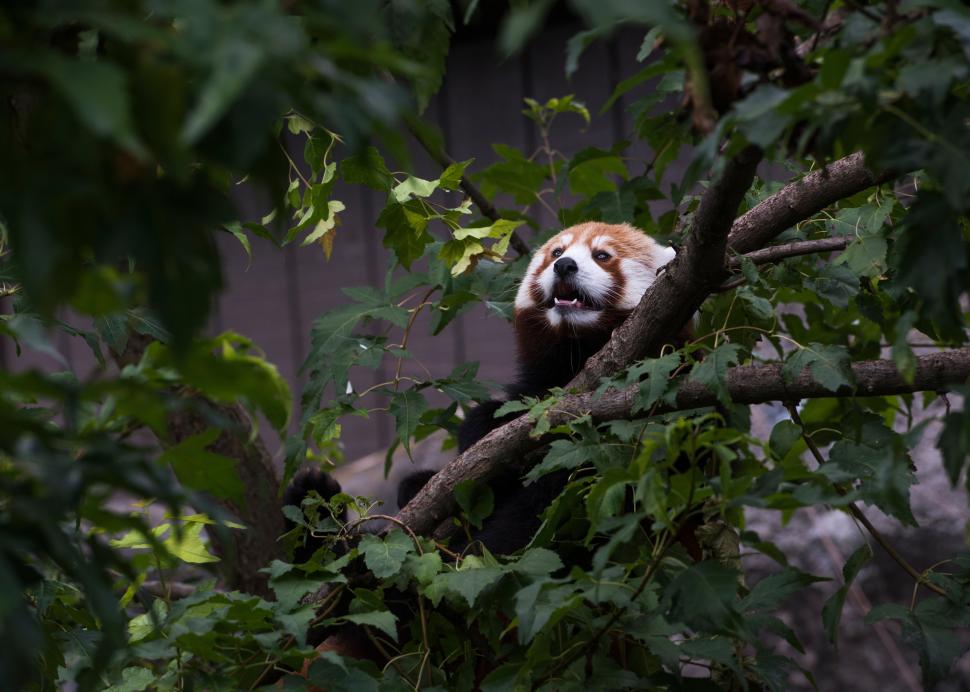 Red panda at Rosamond Gifford Zoo at Burnet Park